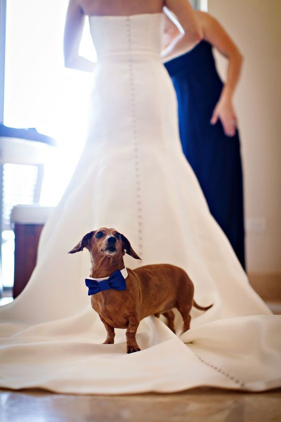 wedding, wedding planning, wedding tips, dogs at weddings, wedding advice, pets at weddings, 