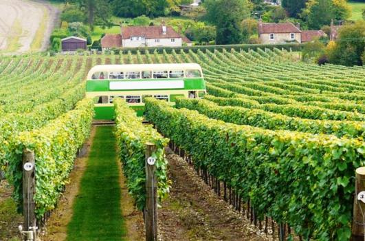 Wedding Venues In Italy - Hambledon Vineyard