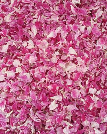 - Peonies and Petals