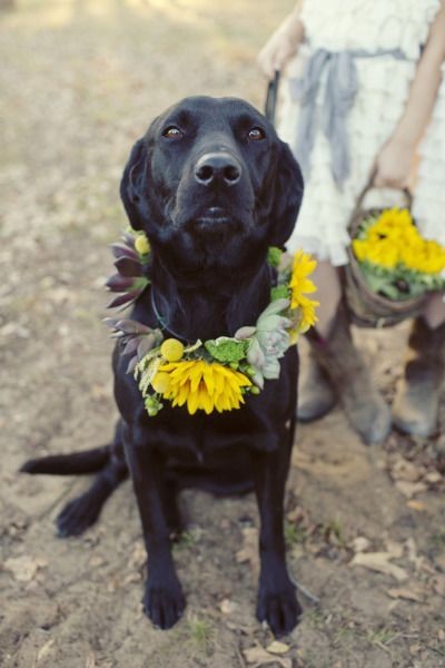 wedding, wedding planning, wedding tips, dogs at weddings, wedding advice, pets at weddings, 