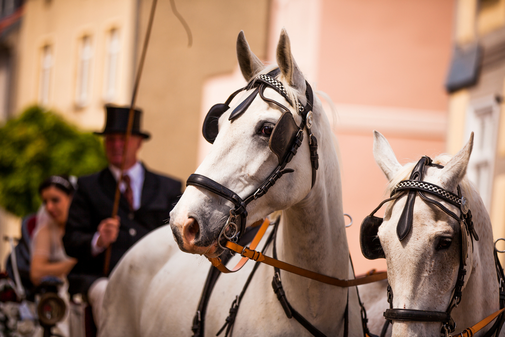 wedding horse and carriage