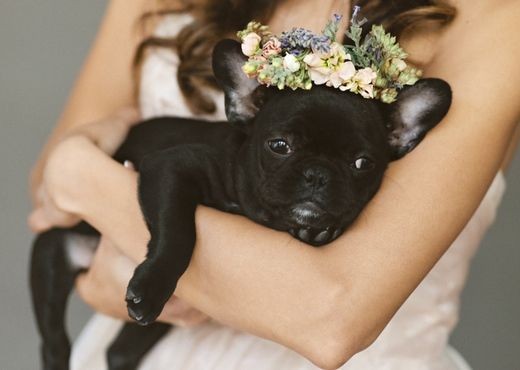 wedding, wedding planning, wedding tips, dogs at weddings, wedding advice, pets at weddings, 