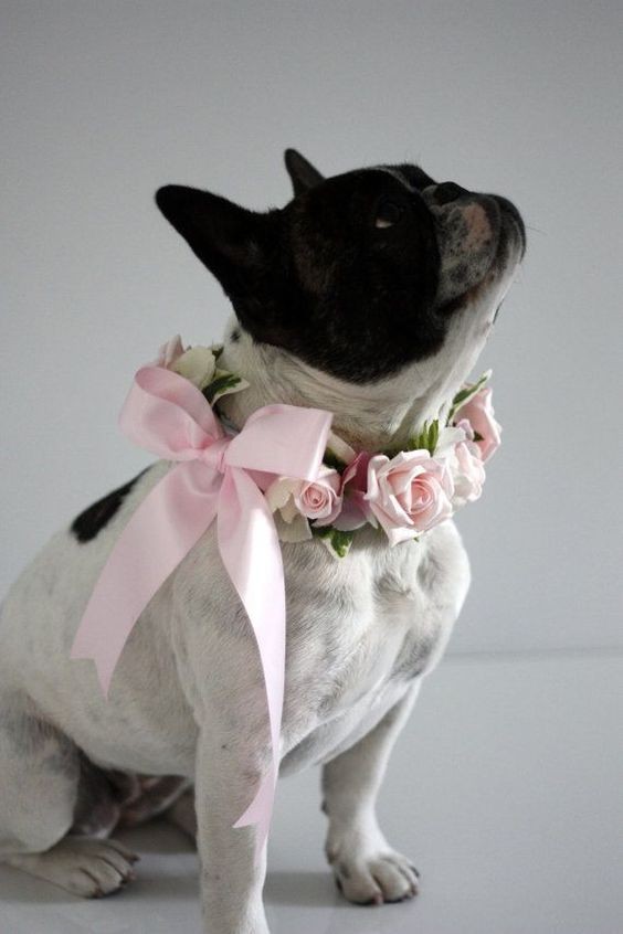 wedding, wedding planning, wedding tips, dogs at weddings, wedding advice, pets at weddings, 