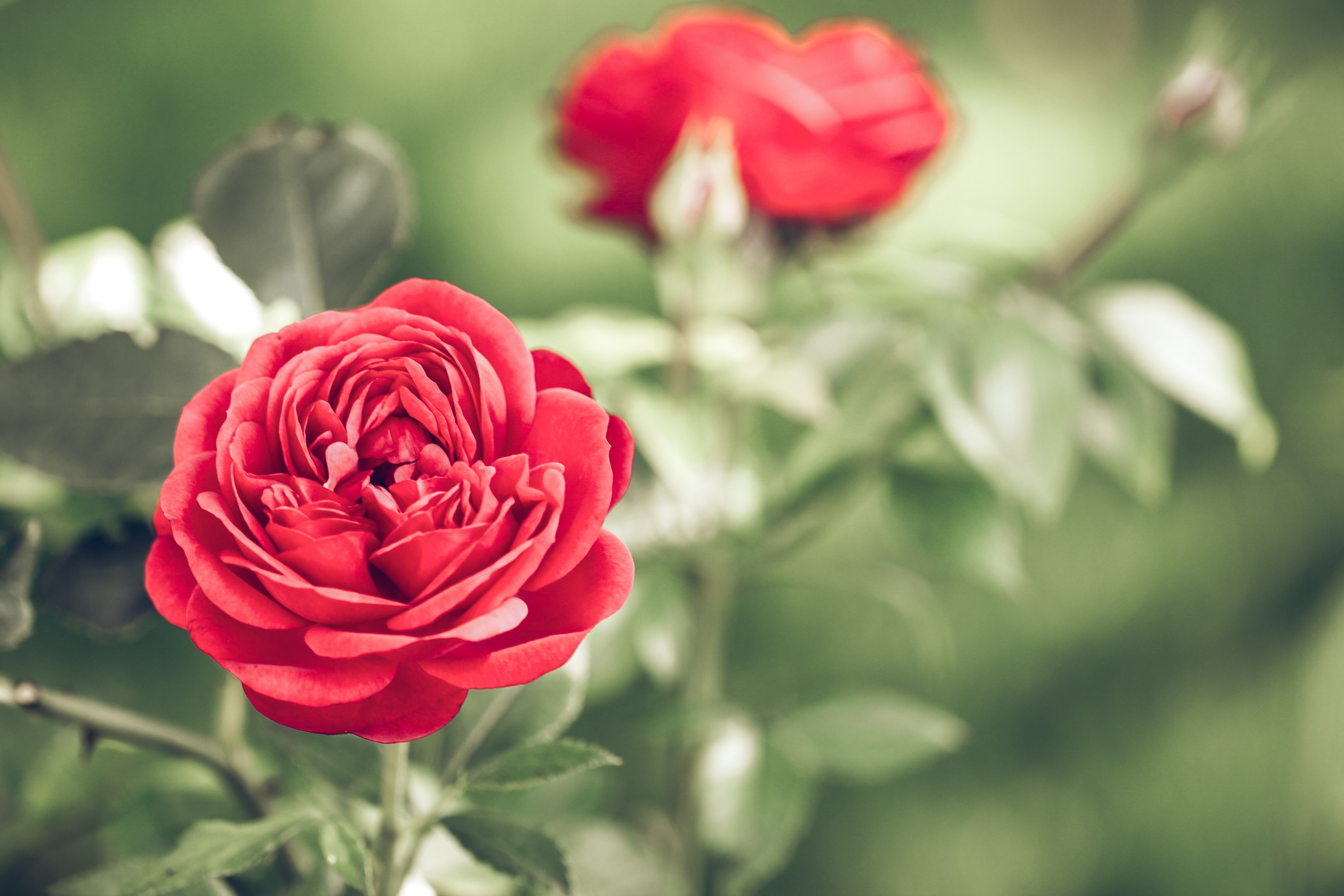 red rose bush