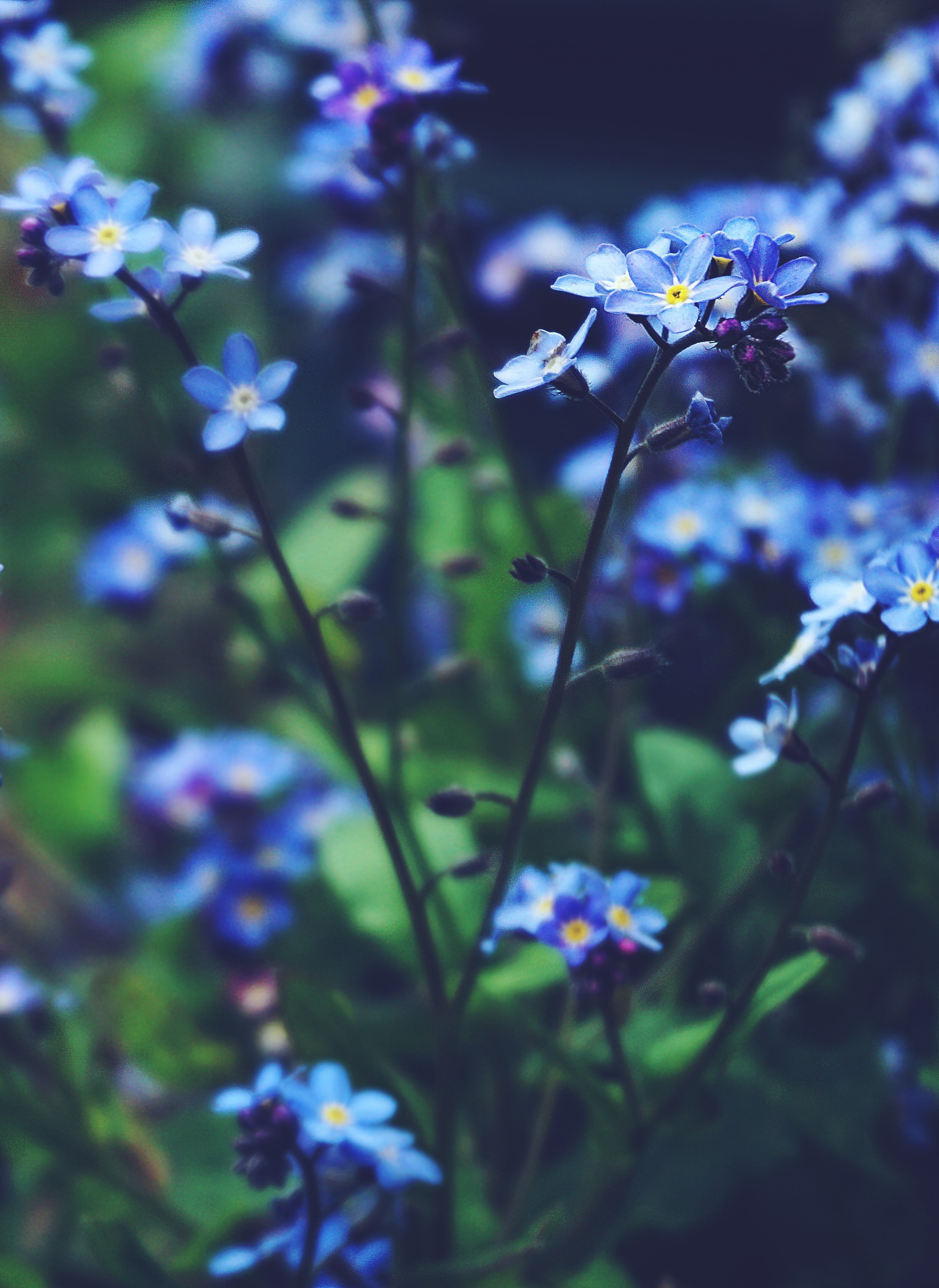 blue flowers