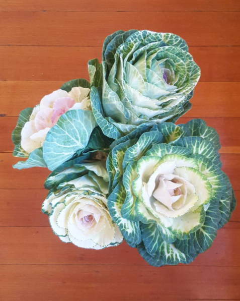 cabbage roses